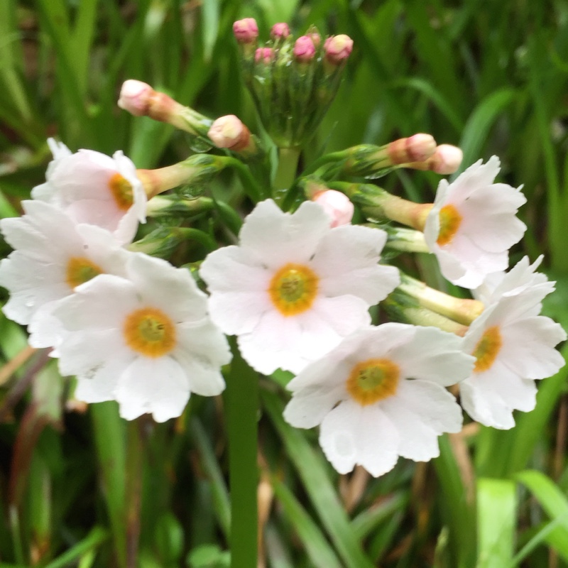 Plant image Primula japonica