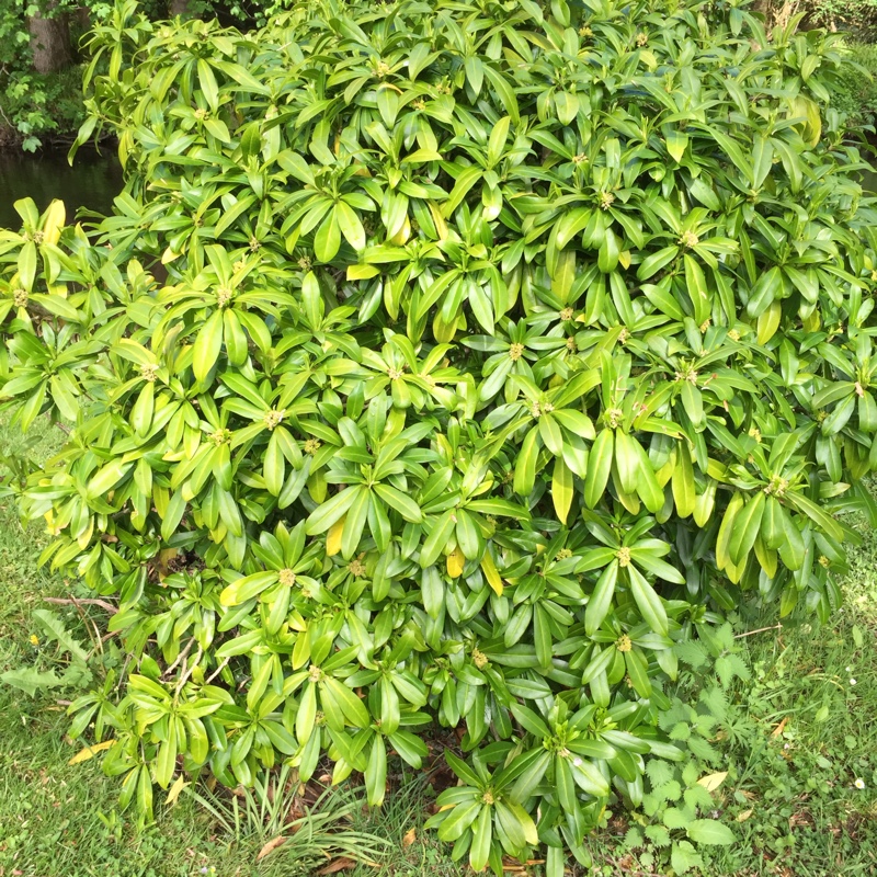 Plant image Daphne laureola subsp. philippi