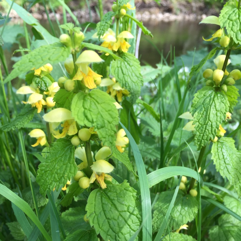 Plant image Lamium galeobdolon