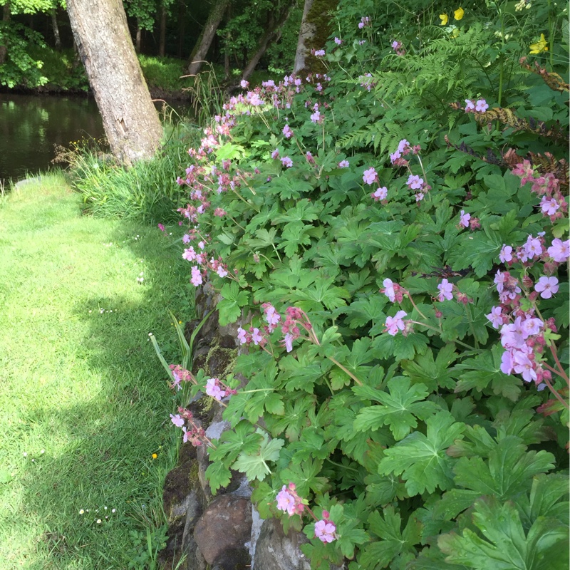 Plant image Geranium macrorrhizum 'Spessart'