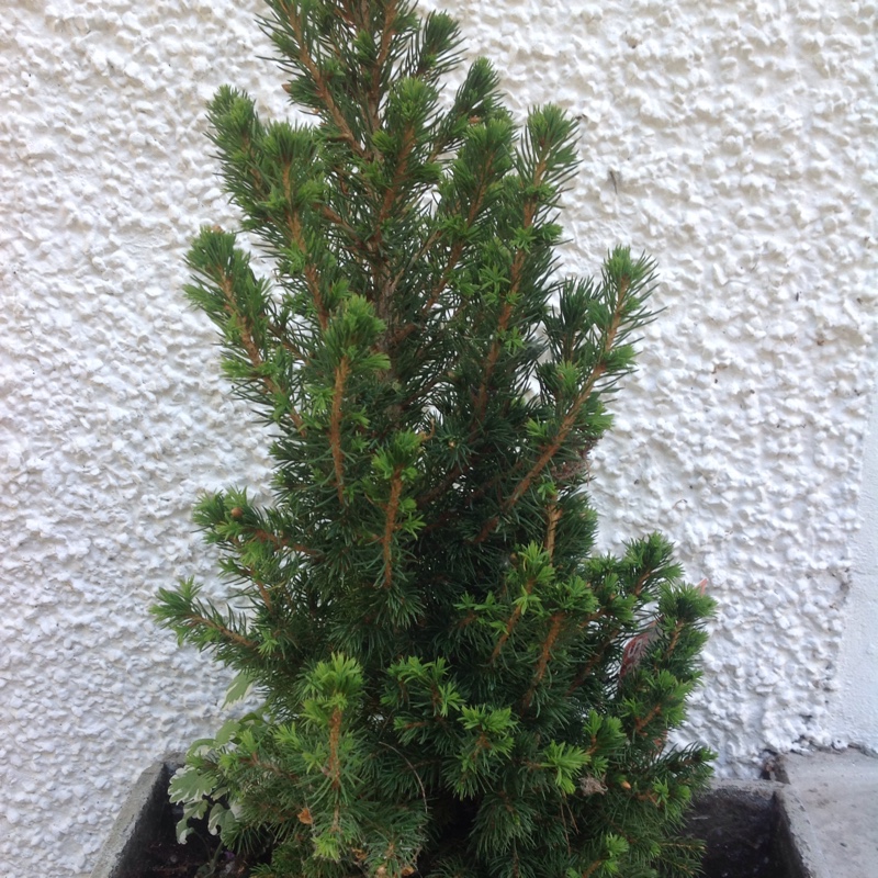 Plant image Picea glauca