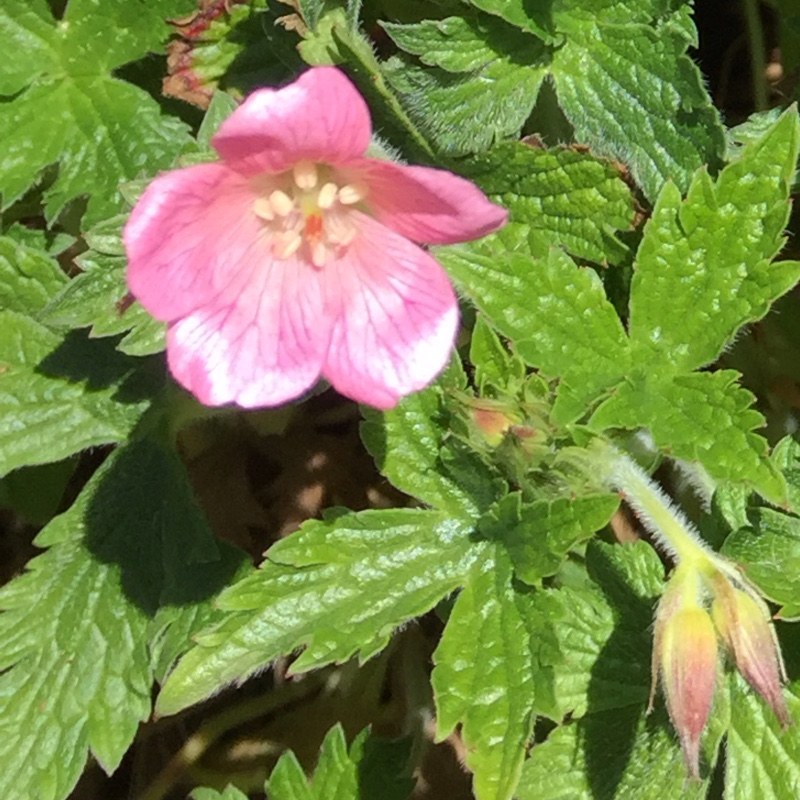 Plant image Geranium x oxonianum 'A.T. Johnson'