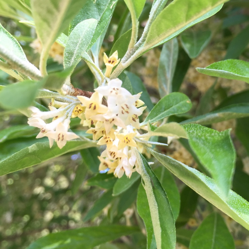 Plant image Elaeagnus umbellata