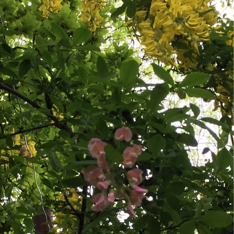 Plant image + Laburnocytisus 'Adamii'