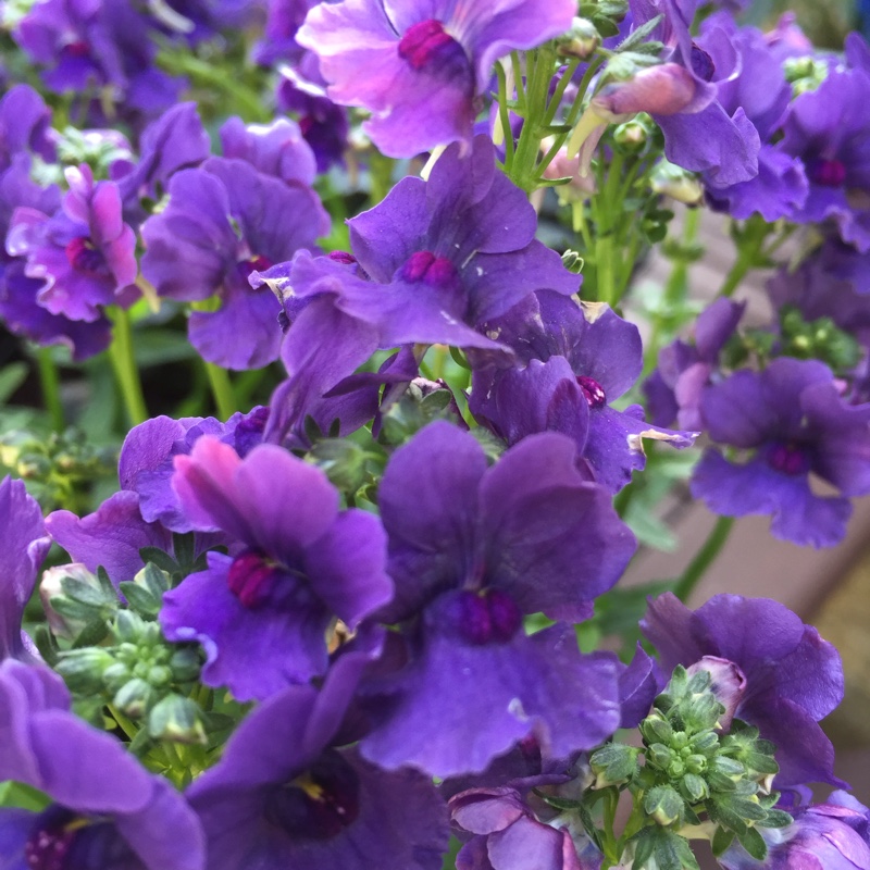 Plant image Nemesia strumosa 'Myrtille'