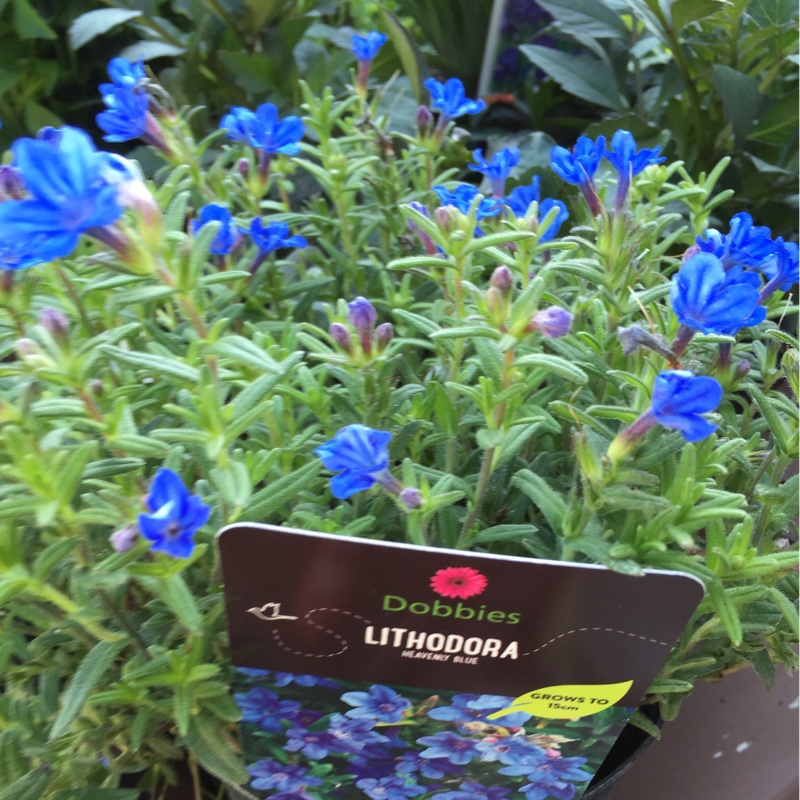 Plant image Lithodora diffusa 'Heavenly Blue' syn. Lithospermum diffusum 'Heavenly Blue' ; Lithospermum 'Heavenly Blue'