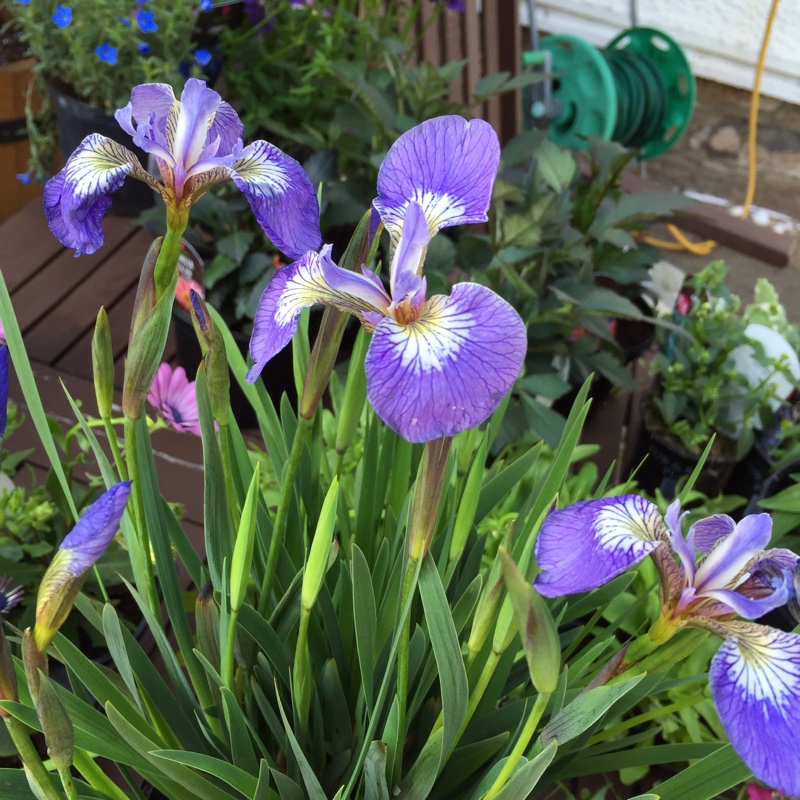 Plant image Iris Setosa 'Baby Blue'