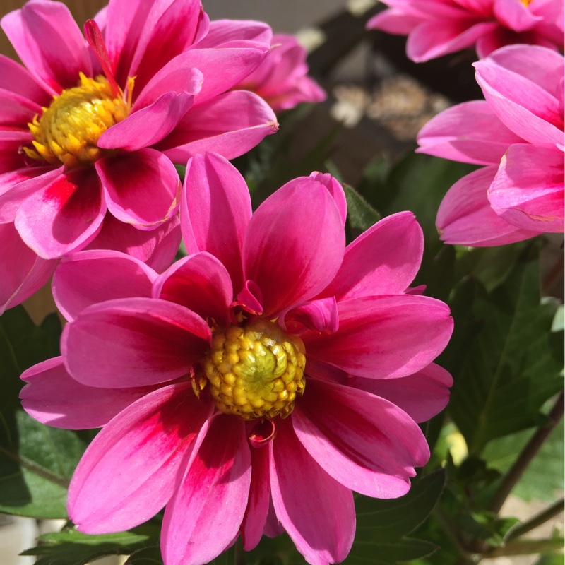 Plant image Dahlia 'Amazon Pink'