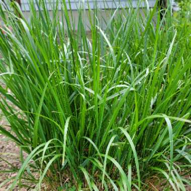 Oriental Fountain Grass