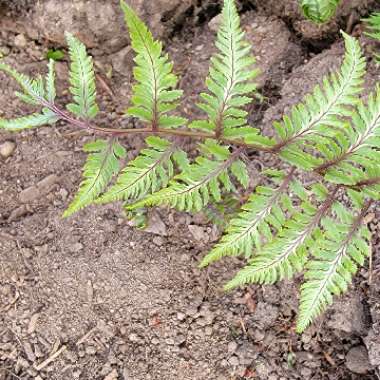 Japanese Painted Fern