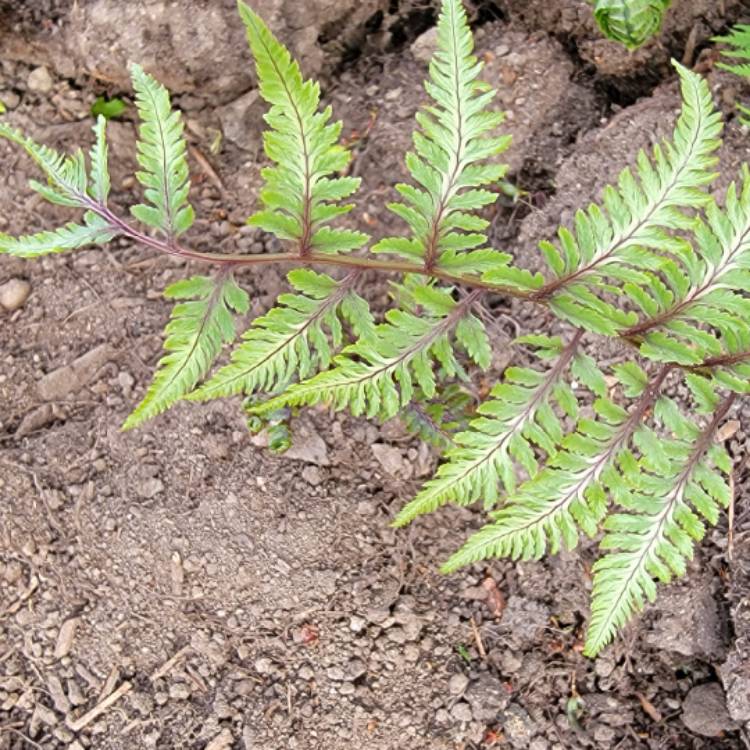 Plant image Athyrium Niponicum