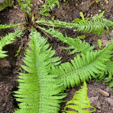 Ostrich fern