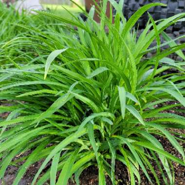 Daylily 'Stella De Oro'