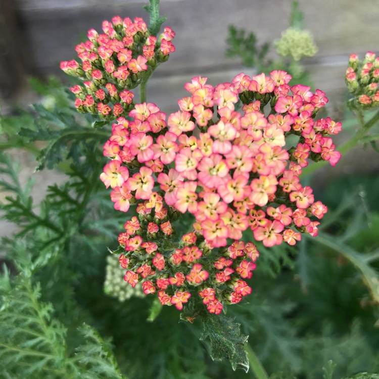 Plant image Achillea millefolium 'Lilac Beauty'