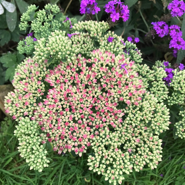 Plant image Sedum Telephium 'Strawberries and Cream'