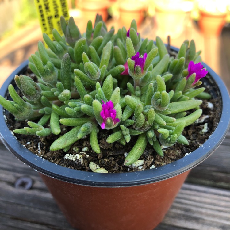 Plant image Drosanthemum Hispidum