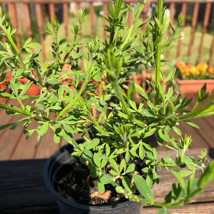 Plant image Cytisus 'Lena'