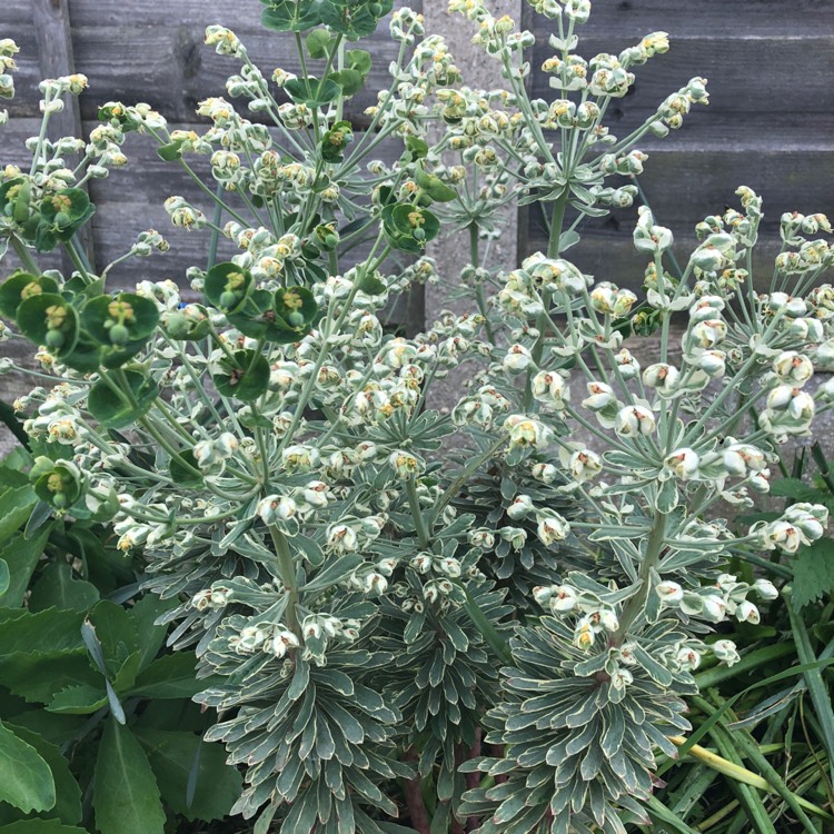 Plant image Euphorbia characias 'Silver Edge'