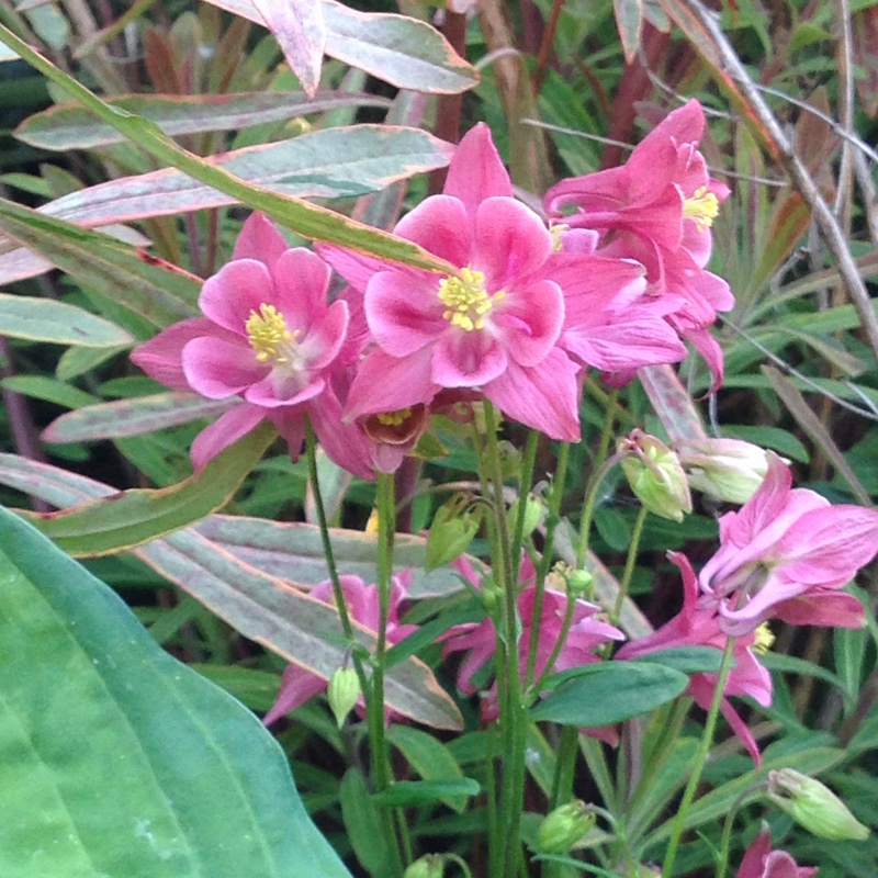 Columbine 'Pink Flamingo'