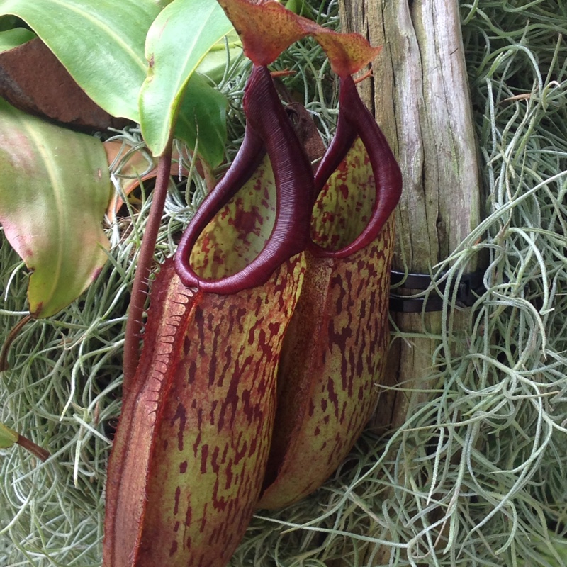 Pitcher Plant