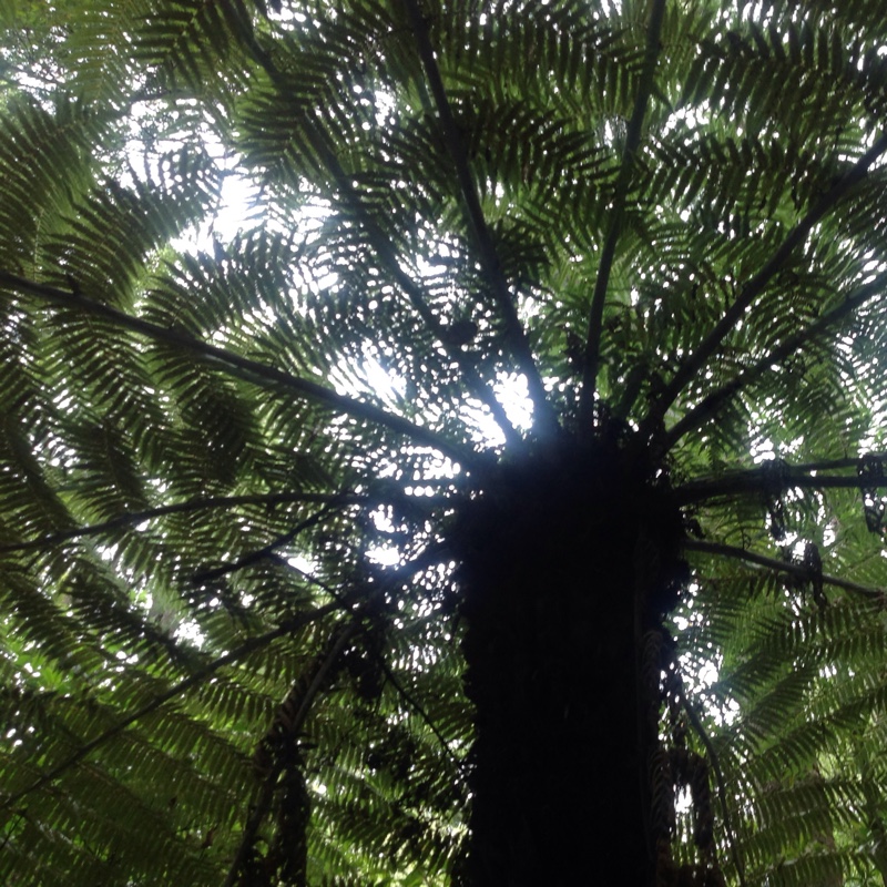 Tasmanian Tree Fern