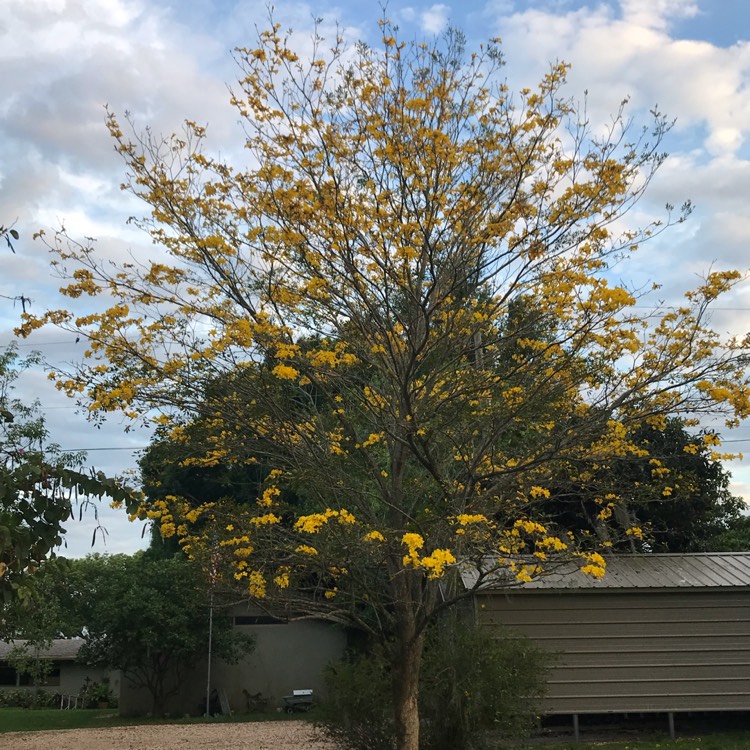 Plant image Tabebuia chrysantha