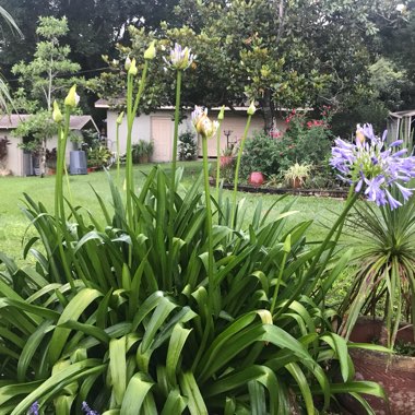 African Lily 'Stargazer'