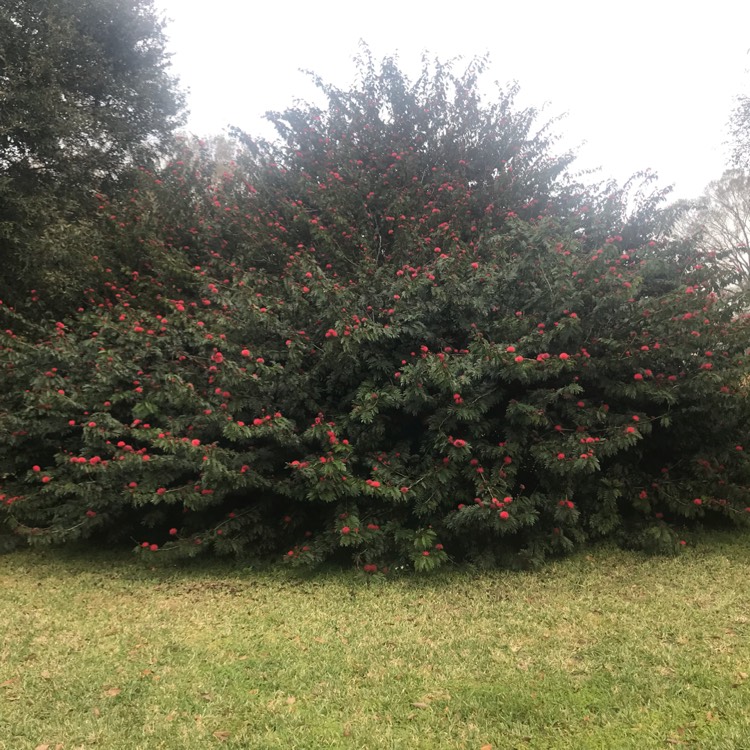 Plant image Calliandra