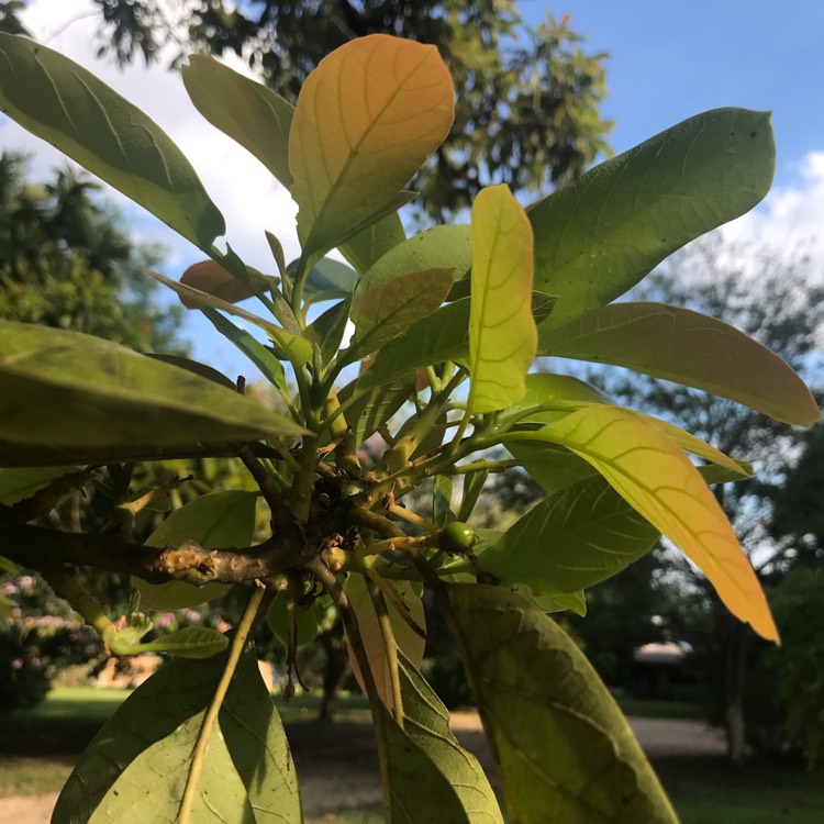 Plant image Persea americana 'Brogdon Avocado'