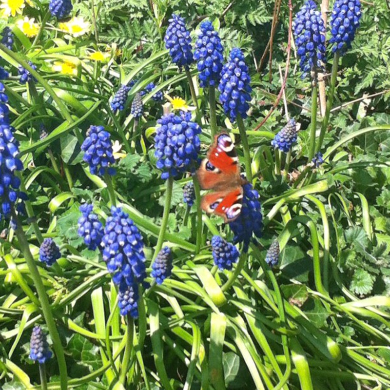 Grape Hyacinth (Species) Broad-Leaved Grape Hyacinth