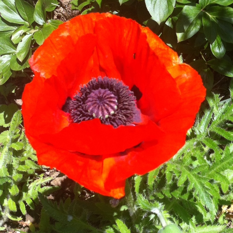 Oriental Poppy