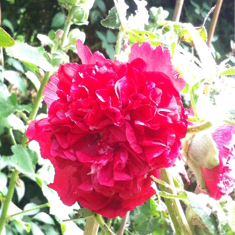 Hollyhock 'Chater's Double Group Red'