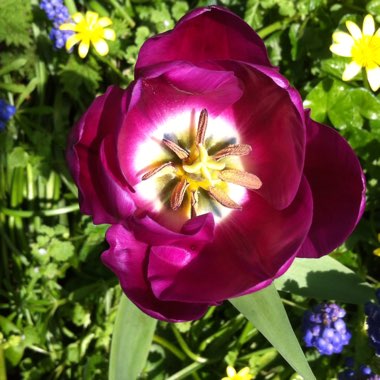 Tulip 'Purple Rain' (Triumph)