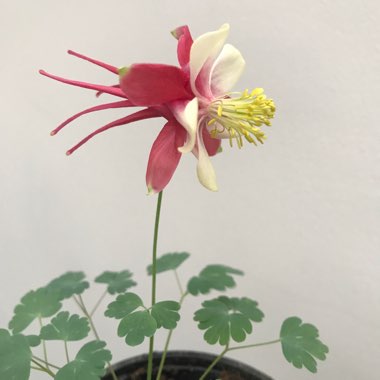 Columbine