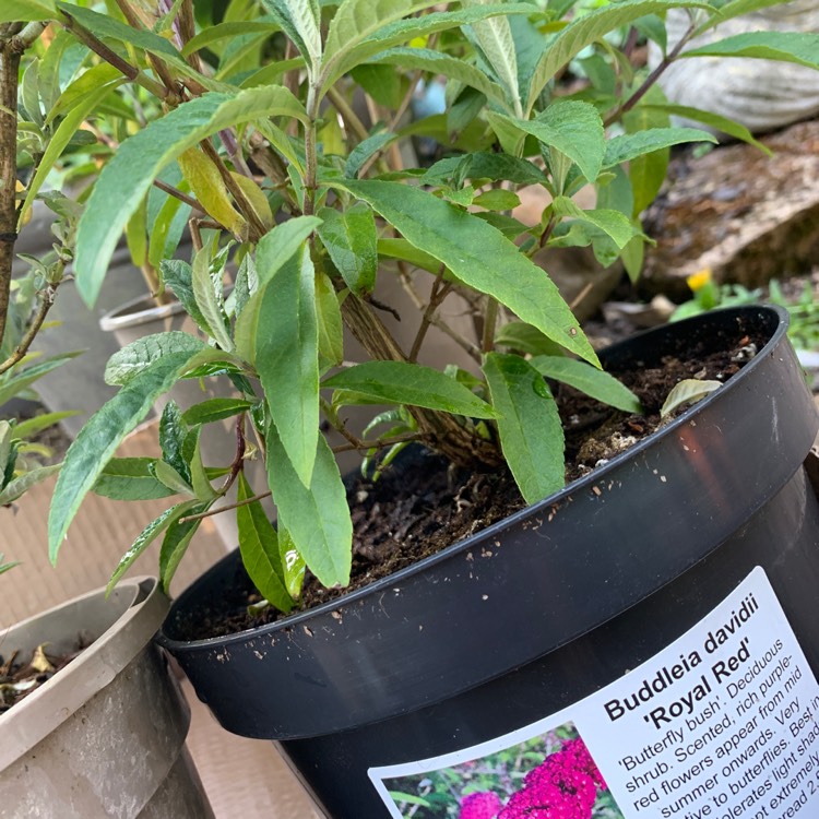 Plant image Buddleja davidii 'Royal Red'