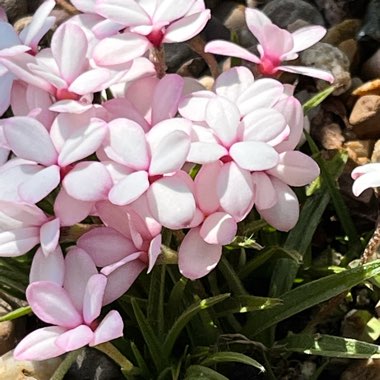 Rhodohypoxis