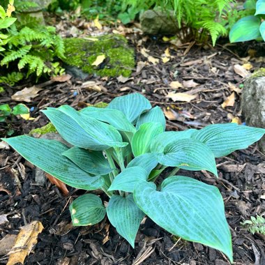 Plantain Lily 'Halcyon'