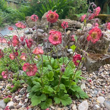 Avens ‘Pink Petticoats'