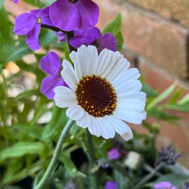 Everlasting Daisy 'Pierrot'