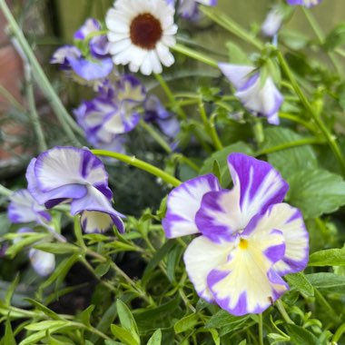 Viola 'Rebecca'