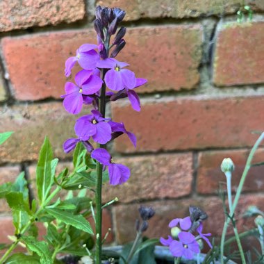 Wallflower 'Bowles's Mauve'