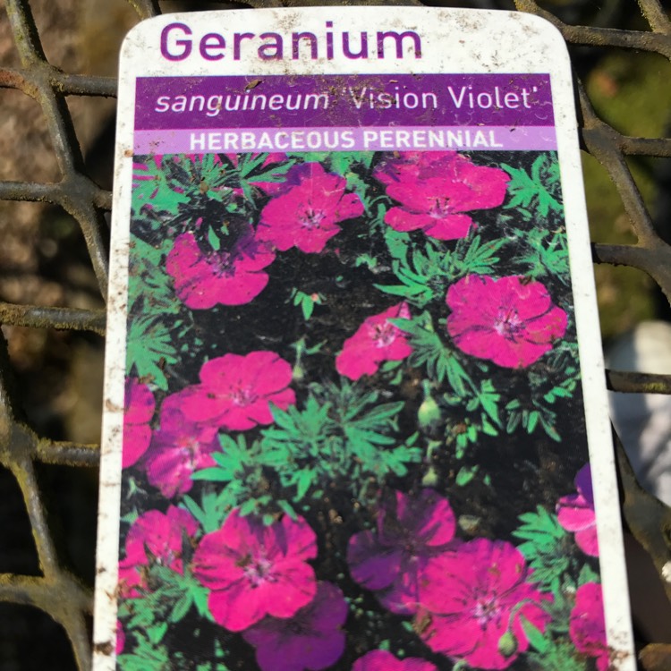 Plant image Geranium sanguineum 'Vision Violet' (Vision Series)