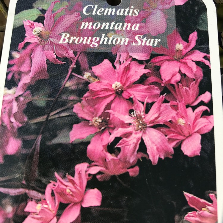 Plant image Clematis montana 'Broughton Star'