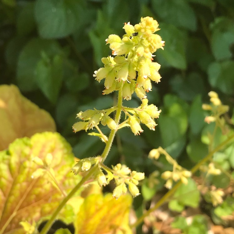 Plant image Heuchera 'Delta Dawn'