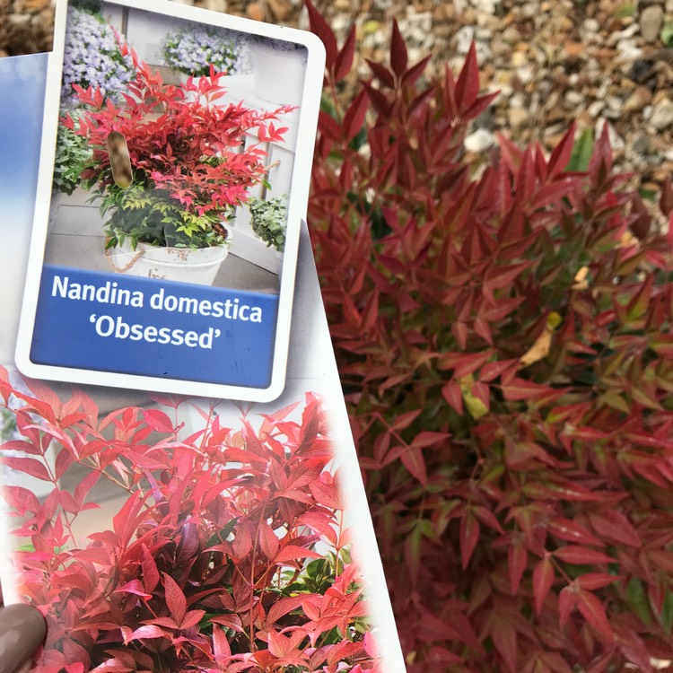 Plant image Nandina domestica 'Obsessed'