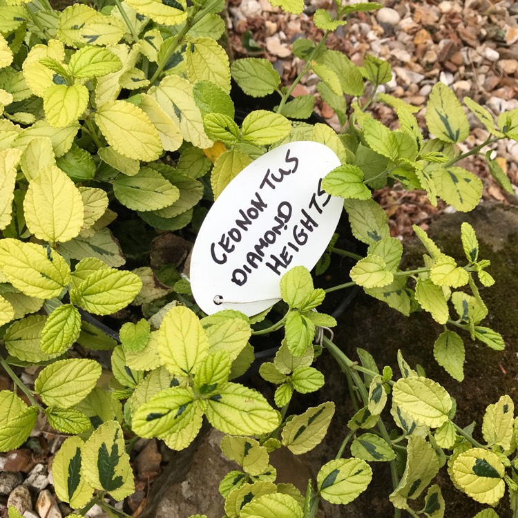 Plant image Ceanothus griseus 'Diamond Heights'