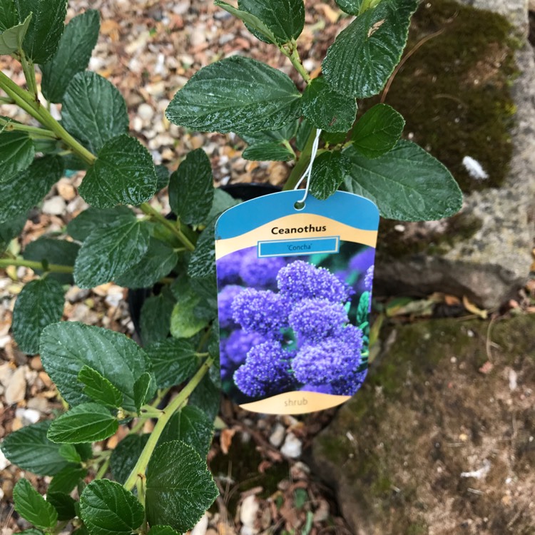 Plant image Ceanothus 'Concha'