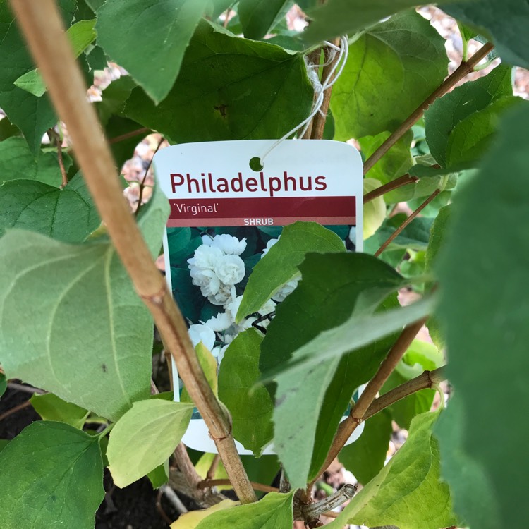 Plant image Philadelphus 'Virginal'