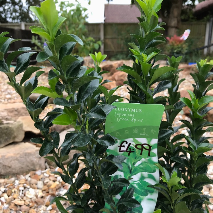 Plant image Euonymus japonicus 'Green Spire'