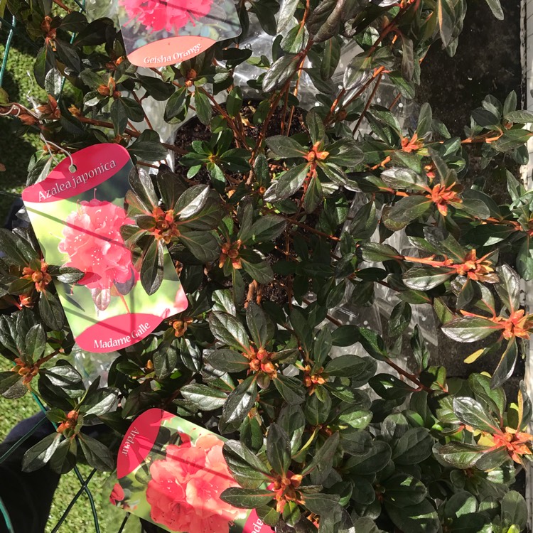 Plant image Rhododendron (Aronense Group) 'Kazuko' syn. Rhododendron 'Geisha Red'